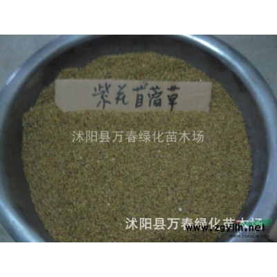 低价出售 卫矛大小苗 胶东卫矛 规格*量大优惠 山西 新疆