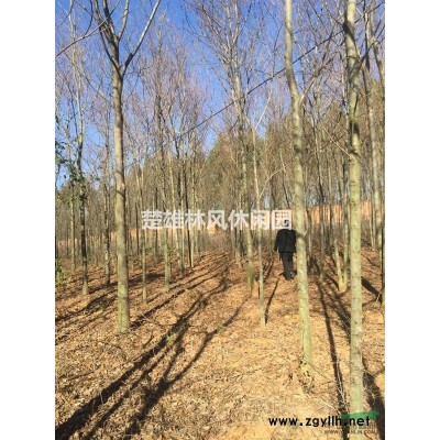 楚雄滇朴树、天竺桂供应