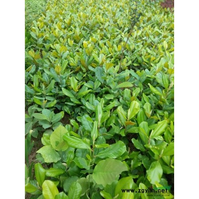 河南地区供应紫叶李