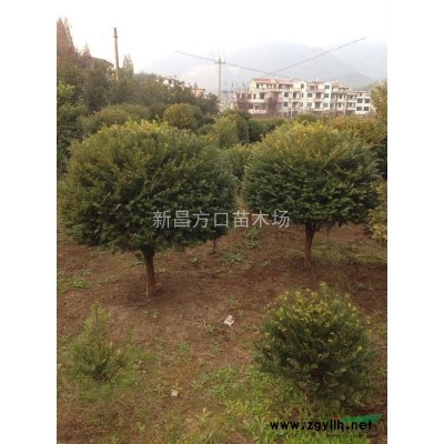 浙江地区供应南方红豆杉杯苗