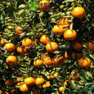 泽熙园林~茶梅球~树形优美~公园庭院  绿化点缀*选 茶梅球