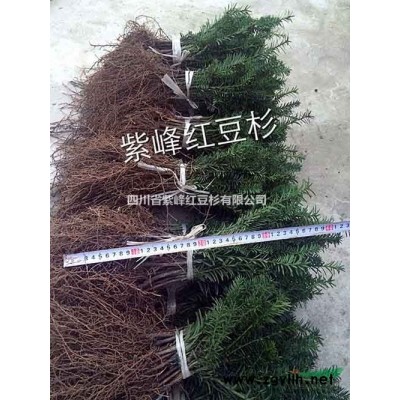 批发曼地亚红豆杉苗 四川曼地亚红豆杉批发基地