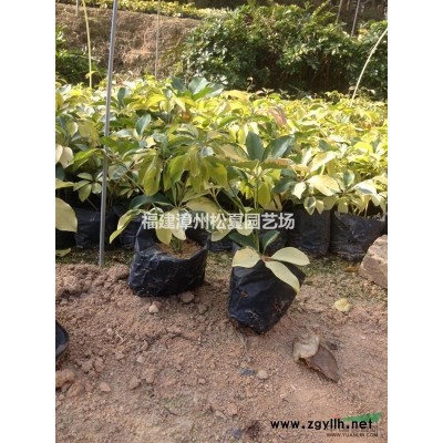 福建树葡萄供应，树葡萄小苗价格，树葡萄农户批发直销