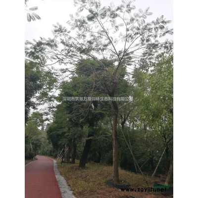 15公分至50公分凤凰木供应