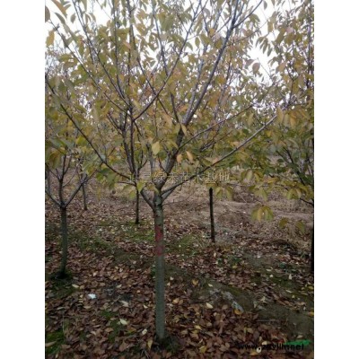 河南河南桧柏价格