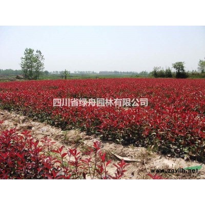 长期供应红叶石楠