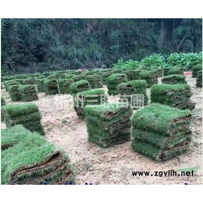 供应湖南马尼拉草皮_郴州马尼拉草坪价格公道