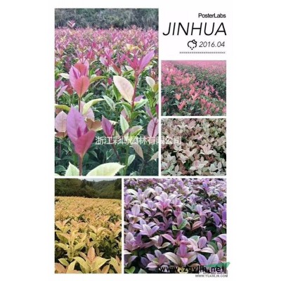 五彩桂花 珍珠彩叶桂