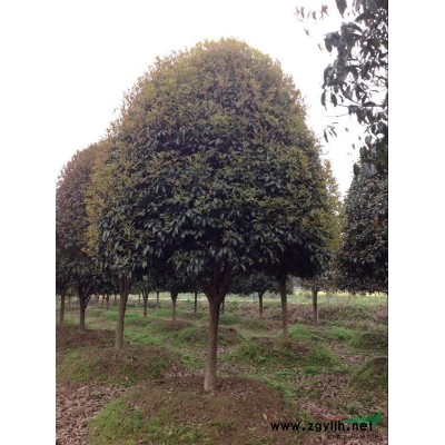 造型榆树.红花继木.罗汉松.小叶女贞.