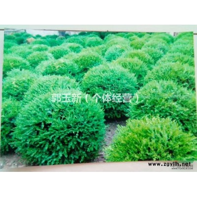 出售黄杨球，2年生黄杨幼苗