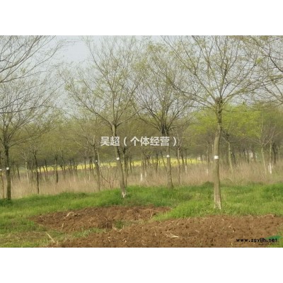 供应60厘米到1.2的红叶石楠球