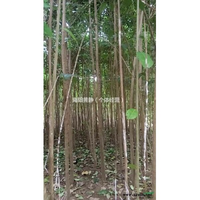 2米高粗2或3公分，20000颗大叶女贞