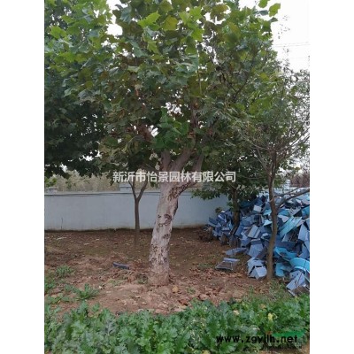 处理100株20-60法桐