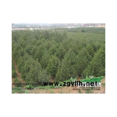 15公分石榴树价格20公分石榴树价格25公分石榴树价格