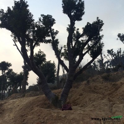 精品茶梅球，无刺勾骨球，龟甲球