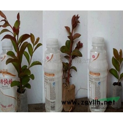 江苏榉树基地*新报价/榉树基地图片