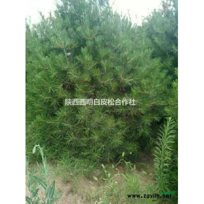 陕西工程苗白皮松