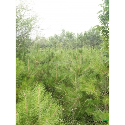 云杉3行情报价\云杉3图片展示