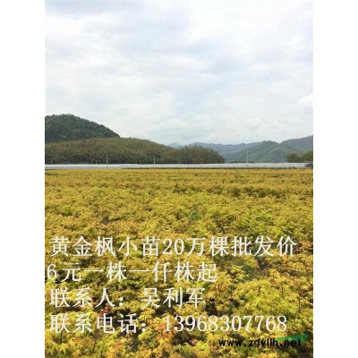 公司出售一年生黄金枫小苗20万棵批发价6元一株一仟株起