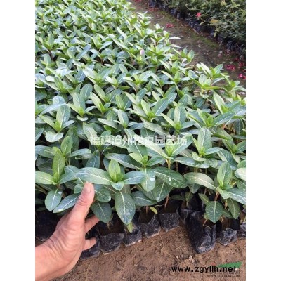 福建三角梅小苗批发，漳州三角梅小苗哪里有，三角梅小苗的价格