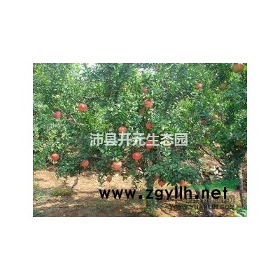 花石榴和果石榴区别在哪里？优质石榴树火热批发啦！