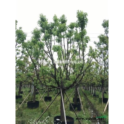 福建漳州基地大量供应P250-400CM精品全冠杨梅容器杨梅