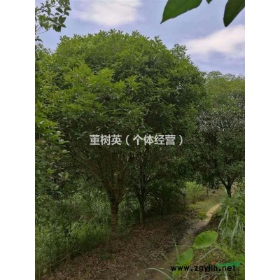 精品桂花报价/广西精品桂花报价