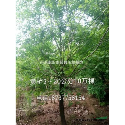 百日红（紫薇）