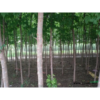 河南安阳滑县供应胸位2---10公分金叶复叶槭