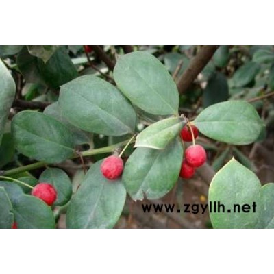 供应盆栽兰花三七