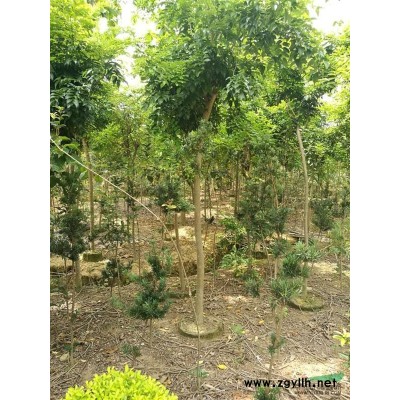 海南黄花梨8-9分