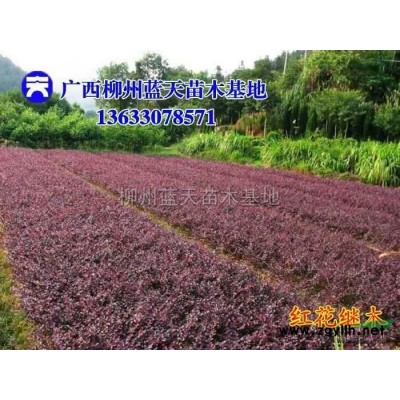 宫粉紫荆袋苗5-6-7-8-9-10公分出售