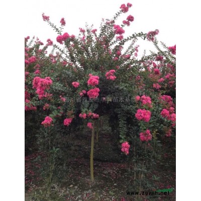 桂花，红豆杉