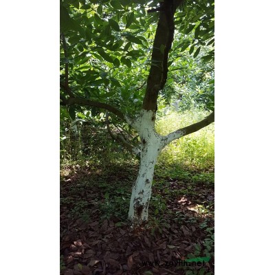 大量供应牛油果树木（胸径10公分以上）