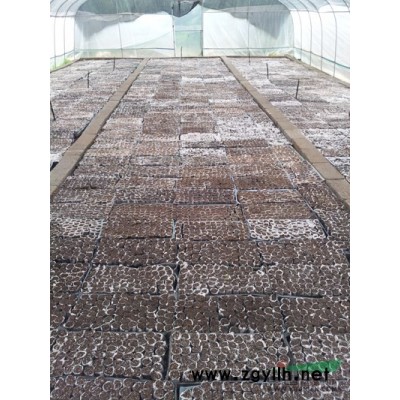 广西桂林供应美国*新紫叶紫薇