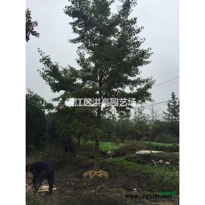 四川成都温江2017樱花3公分5公分8公分10公分日本樱花树