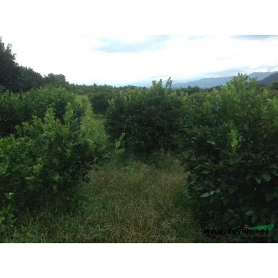 广西地区供应6—26公分柚子树