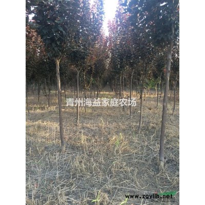 山东青州出售紫叶李3-4公分