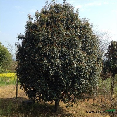 江苏句容供应 本石楠