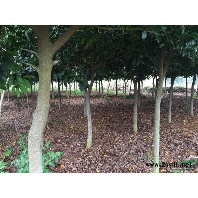 湛江地区白桂木