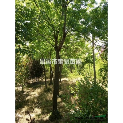 山东昌邑供应1.2-2m紫丁香