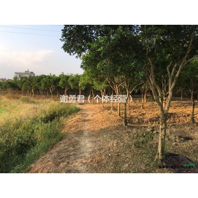 大量供应精心栽培的九里香