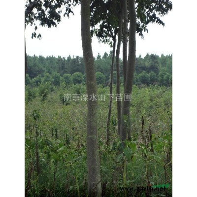 南京地区大量供应红叶石楠（高杆、多枝）