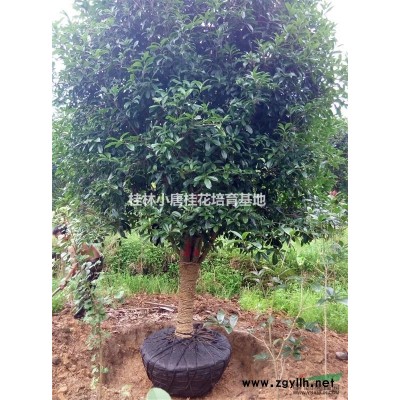 广西桂林大量低价出售银杏树小苗50-180CM