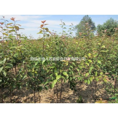 大量红宝石海棠（2.5-3）