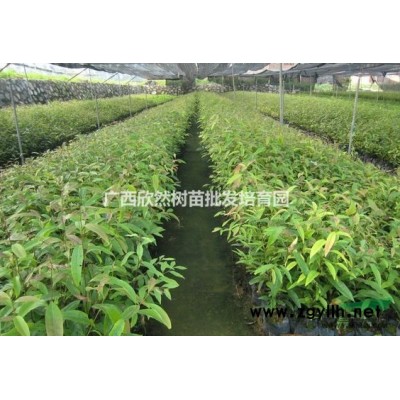 供应40-80公分高红椎树苗