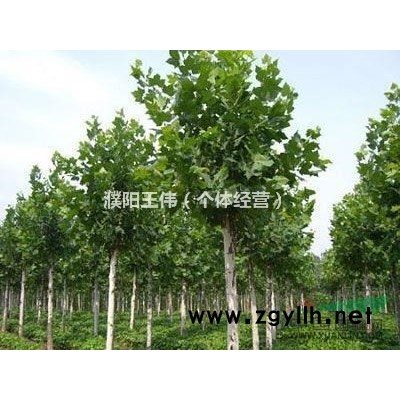 大量出售各种尺寸的法国桐