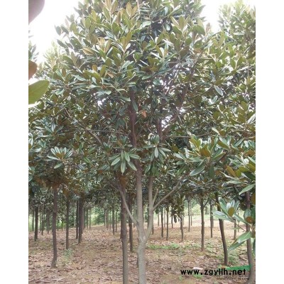 江苏：大叶女贞