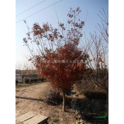 红枫，红枫图片，红枫价格，红枫供应