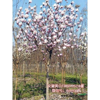 樱花 晚樱（D7-9cm）安徽黄山